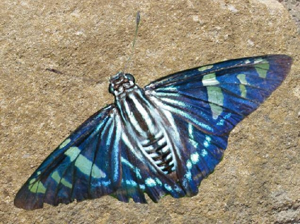 Creation of Moth Fossil: Step 1